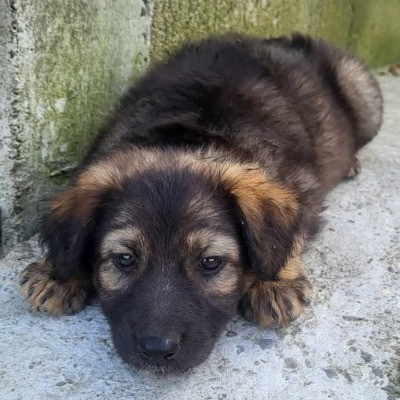 Jara